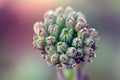 Houseleek like macro flower