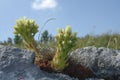 Houseleek in nature. Rock flowers.