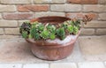Houseleek plant in flowerpot