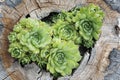Houseleek Plant Growing out of the Wood