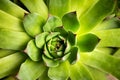 Houseleek plant macro closeup detail Royalty Free Stock Photo