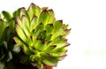 Houseleek plant macro closeup detail isolated Royalty Free Stock Photo