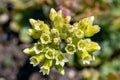 Houseleek plant, reginae-amaliae. Royalty Free Stock Photo