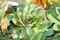 Houseleek plant - Sempervivum tectorum close up with selective focus. Royalty Free Stock Photo