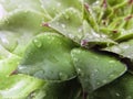 Houseleek plant, sempervivum tectorum, succulent - close up