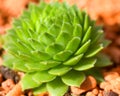 Houseleek - Sempervivum Royalty Free Stock Photo