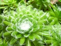 Houseleek - Sempervivum Royalty Free Stock Photo