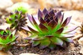 Houseleek - Sempervivum Royalty Free Stock Photo