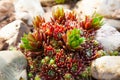 Houseleek - Sempervivum