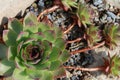 Welcome spring! Houseleek Sempervivum.Rock plants in April. Flowers close-up. Royalty Free Stock Photo