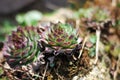 Houseleek - Sempervivum grows in a rock garden