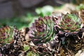 Houseleek - Sempervivum grows in a rock garden Royalty Free Stock Photo