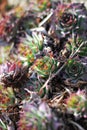 Houseleek - Sempervivum grows in a rock garden