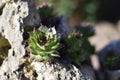 Houseleek - Sempervivum grows in a rock garden Royalty Free Stock Photo