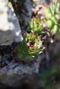 Houseleek - Sempervivum grows in a rock garden Royalty Free Stock Photo