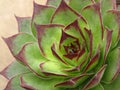 Houseleek,  Sempervivum,  Liveforever, Hen and chicks. Closeup. Royalty Free Stock Photo