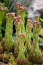 Houseleek (Sempervivum tectorum) Royalty Free Stock Photo