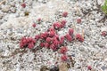 Houseleeks grow resistent against barren environment on the volcanic ground Royalty Free Stock Photo