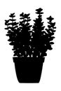 Houseleeks sempervivum in flower pot black silhouette illustration