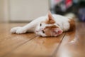 Housepet Tabby Cat Cute Lying on Wooden Floor Bored Closeup Animal Pretty Fur Alone Royalty Free Stock Photo