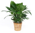 Houseplant Royalty Free Stock Photo