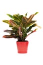 Houseplant Royalty Free Stock Photo