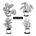 Hand drawn house plants in pots.