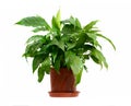 Houseplant Royalty Free Stock Photo