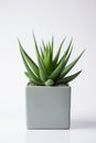 Houseplant aloe. Green sprout in a square ceramic pot. Evergreen potted plant isolated on white background. Royalty Free Stock Photo