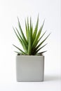 Houseplant aloe. Green sprout in a square ceramic pot. Evergreen potted plant isolated on white background. Royalty Free Stock Photo