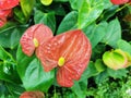 Houseplant Anthurium Latin Anth rium - a genus of evergreens of the family Aroid, or Aronae . Beautiful red flower bud Royalty Free Stock Photo