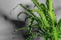 Houseplant Asplenium nidus Royalty Free Stock Photo