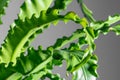 Houseplant Asplenium nidus