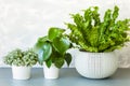 Houseplant Asplenium nidus, peperomia and fittonia in flowerpot