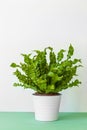 Houseplant Asplenium nidus in white pot Royalty Free Stock Photo