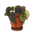 Houseplant begonia in flowerpot Royalty Free Stock Photo
