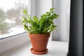 Houseplant The Bird\'s Nest Fern or Asplenium on window sill.