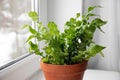 Houseplant The Bird\'s Nest Fern or Asplenium on window sill.