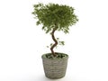 Houseplant, Bonsai Tree in Ceramic Flower Pot