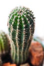 Green cactus Peruvian Torch cactus