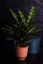 Houseplant calathea plant in orange pot