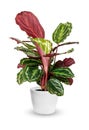 Houseplant - Calathea roseopicta a potted plant over wh