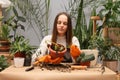 Houseplant care and lifestyle. Gardening and environmental work. Brown haired woman botanist wearing apron trying to save flower Royalty Free Stock Photo