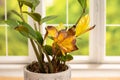 Indoor plant wilting with yellow leaves. Indoor plant wilting with yellow leaves.