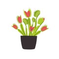 Houseplant carnivorous Venus flytrap in a flower pot with a fly insect Royalty Free Stock Photo