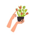 Houseplant carnivorous Venus flytrap in a flower pot with womans hands Royalty Free Stock Photo