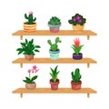 Houseplant in Ceramic Pots Growing Indoors Rested on Wooden Shelves Vector Set