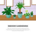 Houseplant in Ceramic Pots Growing Indoors Vector Design Template