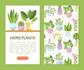 Houseplant in Ceramic Pots Growing Indoors Web Banner Vector Template