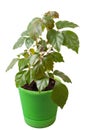 Houseplant a cissus rhombifolia Royalty Free Stock Photo